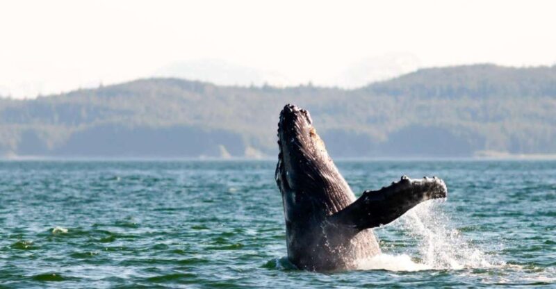 Maui: Luxury Catamaran Whale Watch & Sail - Who Should Consider This Tour