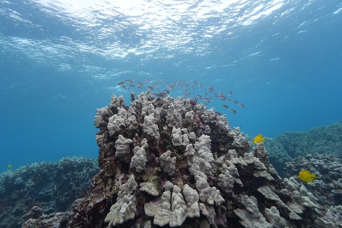 Maui Luxury Snorkeling Molokini aboard Air Conditioned Yacht Elua - Gourmet Breakfast and BBQ Lunch Onboard
