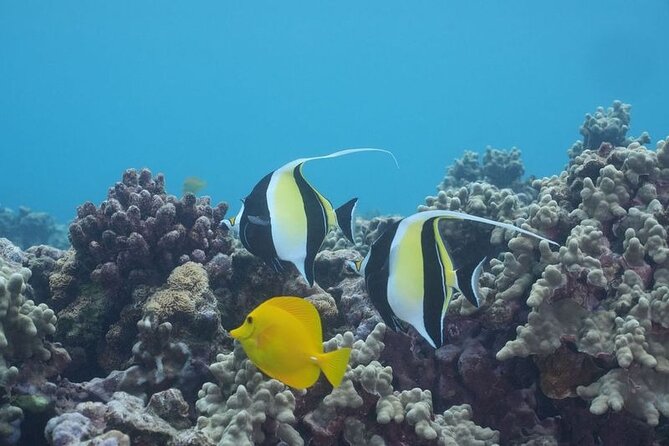 Maui Luxury Snorkeling Molokini aboard Air Conditioned Yacht Elua - Meeting Point, Logistics, and Booking Tips
