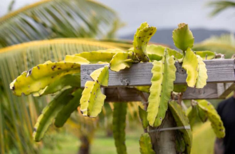 Maui: Macadamia Nut Farm and Hydroponic Tour with Lunch - Explore Maui’s Agriculture on a 1.5-Hour Tour for $250