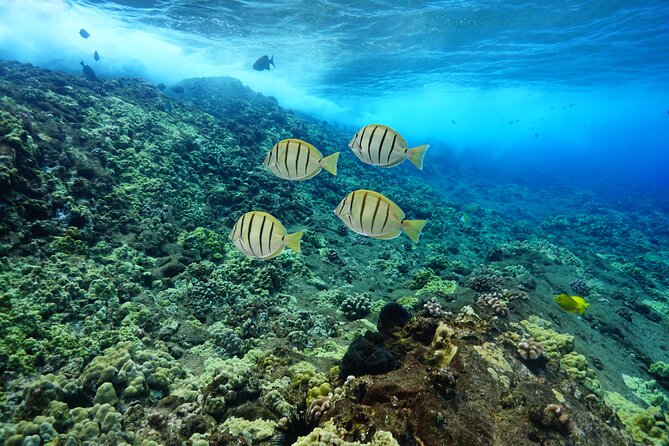 Maui Magic Adventure Snorkel: Molokini Crater and Turtle Stop - All-Inclusive Meals and Refreshments Enhance the Experience