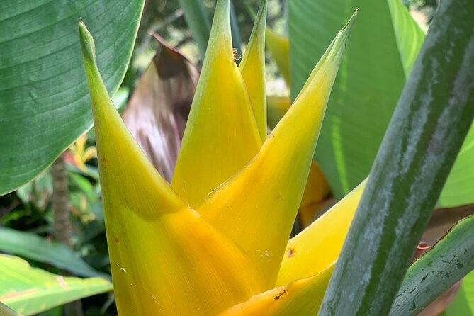 Maui Magical Waterfall and Jungle Tour: Road to Hana - Experiencing Puaa Kaa State Park and the Waterfall