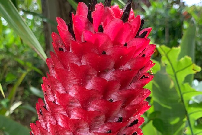 Maui Magical Waterfall and Jungle Tour: Road to Hana - The Experience Led by Knowledgeable Guides