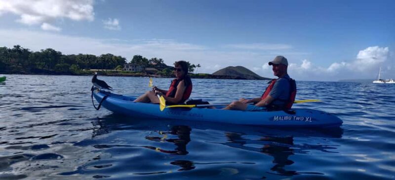 Maui: Makena Bay Kayak and Snorkel Tour - Snorkeling Among Turtles, Octopus, and Reef Fish