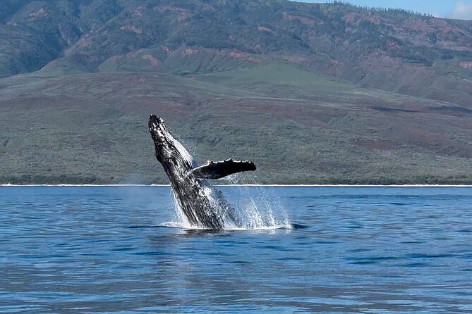 Maui Mid Day Magic Whale Watch - The Whales and the Marine Environment