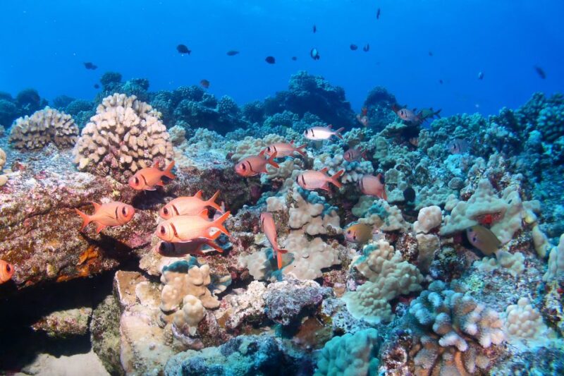 Maui: Molokini Snorkel and Performance Sail with Lunch - Customizable Snorkeling at Molokini Crater