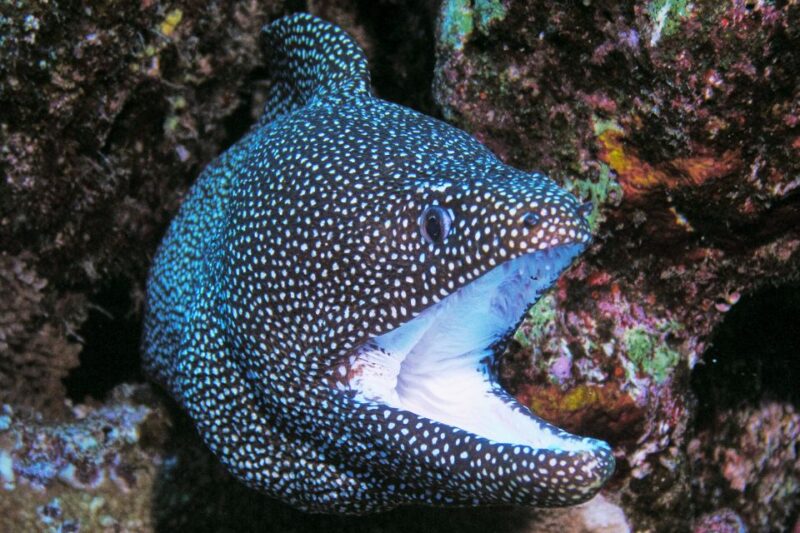 Maui: Molokini Snorkel and Performance Sail with Lunch - Meeting Point and Practical Details