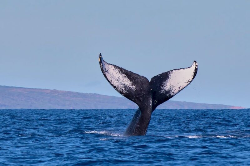 Maui: Molokini Snorkel and Performance Sail with Lunch - Real-World Experiences and Customer Satisfaction