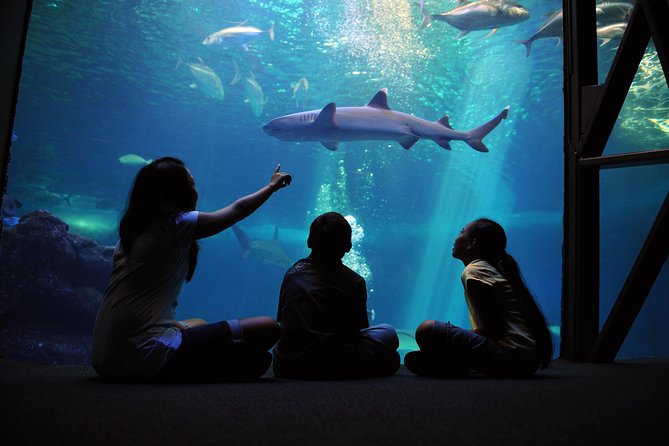 Maui Ocean Center All Day Admission Ticket - Explore the Maui Ocean Center for Just $49.89 per Person