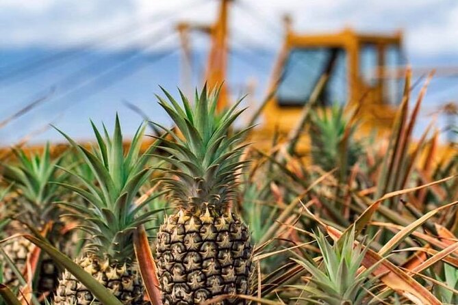 Maui Pineapple Farm Tour in Haliimaile - Sampling Maui Gold Pineapples at Different Stages