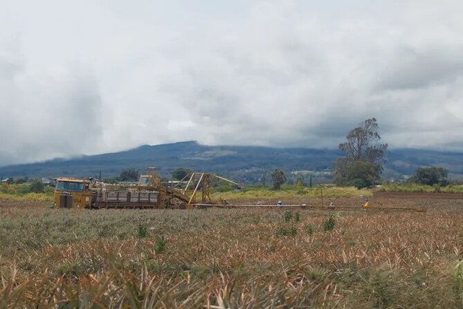 Maui Pineapple Planting Experience - Learning About Pineapple Cultivation