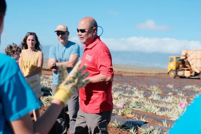 Maui Pineapple Planting Experience - Tasting Pineapples at Different Ripening Stages