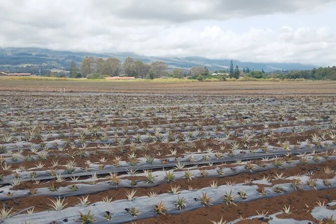 Maui Pineapple Planting Experience - The Processing Center Tour
