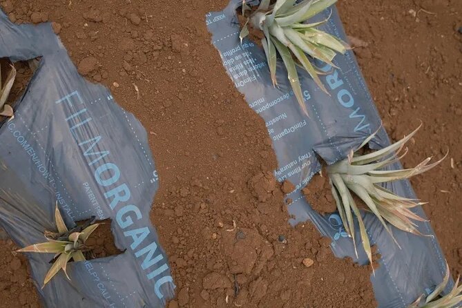 Maui Pineapple Planting Experience - The Maui Pineapple Farmer Badge