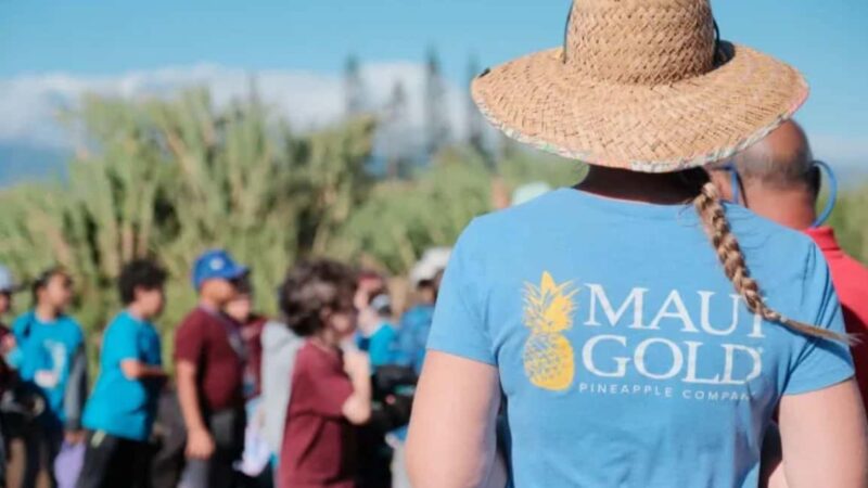 Maui: Pineapple Planting Experience - Tasting Pineapples at Different Ripeness Stages