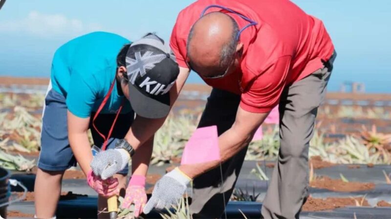 Maui: Pineapple Planting Experience - Your Certified Maui Pineapple Farmer Badge