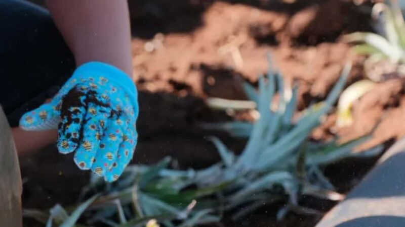 Maui: Pineapple Planting Experience - Why This Tour Offers a Genuine Maui Experience