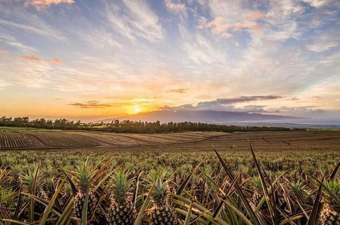 Maui Pineapple Tour: Farm and Feast Experience - Practical Details and Accessibility