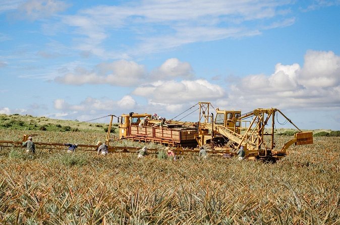 Maui Pineapple Tour: Farm and Feast Experience - Final Thoughts on the Farm and Feast Experience in Maui