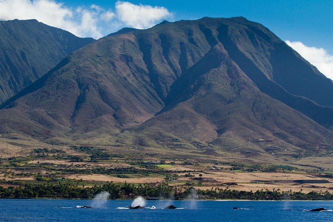 Maui Premium Sunset Dinner Cruise & Whale Watch - Exploring the Waters Near Lahaina for Whale Viewing