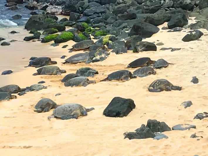 Maui: Private Halfway to Hana Tour - Explore Maui’s Scenic Road to Hana in Comfort and Privacy