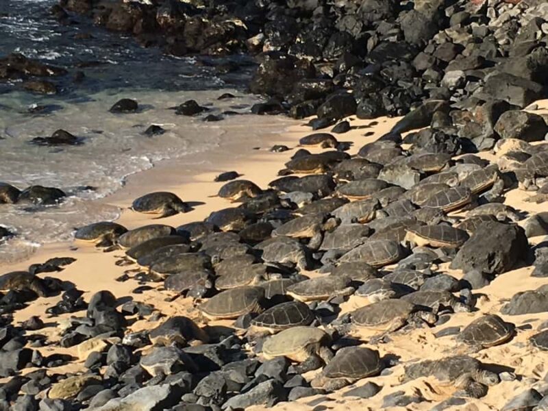 Maui: Private Valley Isle Customized Tour - Sampling Maui’s Agricultural and Spirit Traditions