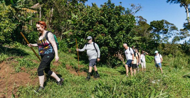 Maui: Rainforest Waterfalls Guided Hike with Picnic Lunch - Discover Maui’s Waterfalls and Rainforest Streams