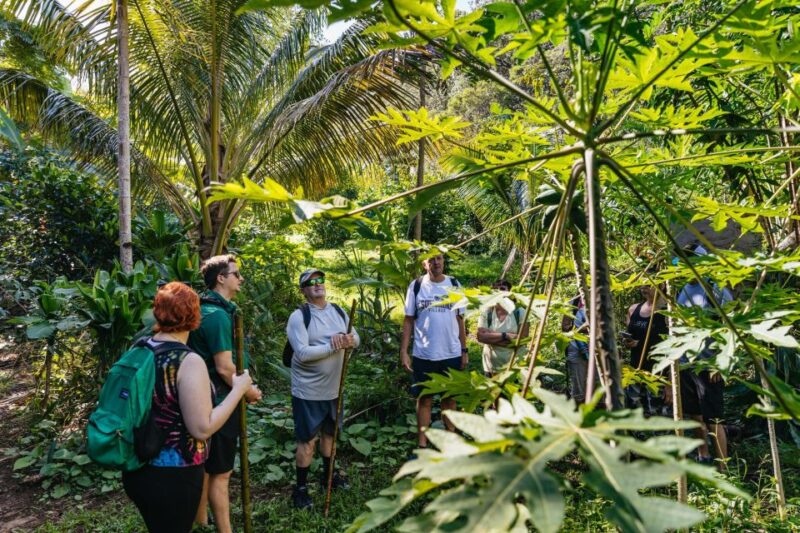 Maui: Rainforest Waterfalls Guided Hike with Picnic Lunch - Cultural Insights and Edible Fruits