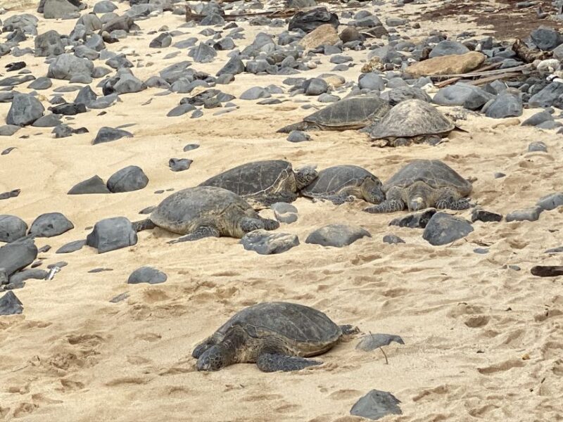 Maui: Road to Hana Private Adventure Tour with Luxury SUV - Wailua and Waikani Falls: Waterfalls and Swimming