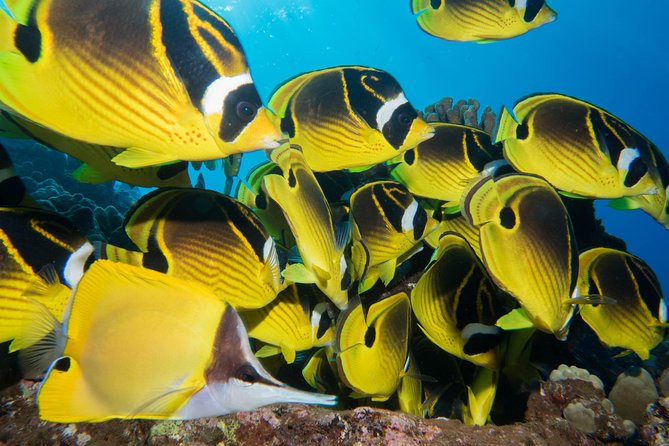 Maui Scuba Diving Introductory Lesson from Lahaina - Maui Scuba Diving Introductory Lesson from Lahaina: A Close-Up of the Experience