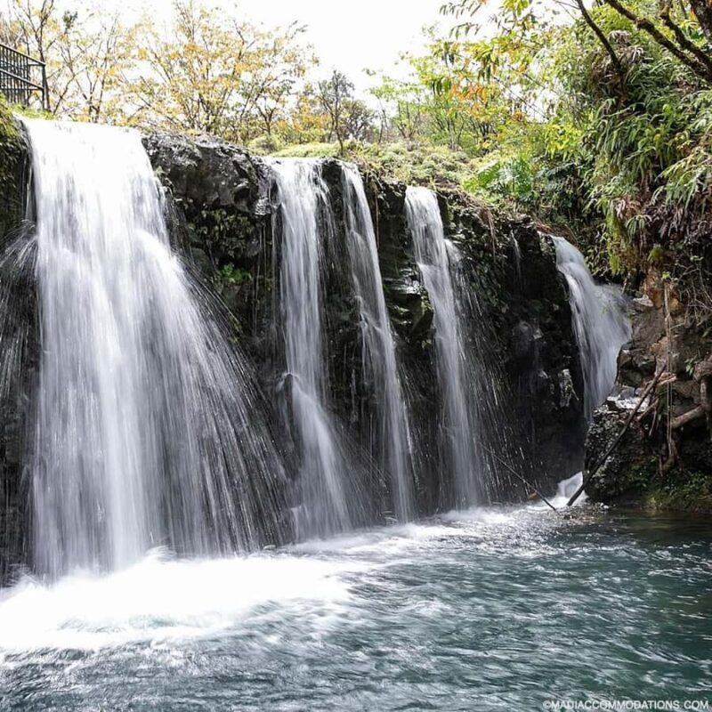 Maui Sea Turtles & Waterfalls: Full-Day Road to Hana Tour - The Experience Provider and Booking Flexibility