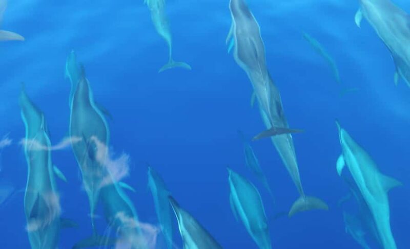 Maui: Semi-Private Eco-Raft Lanai Snorkel & Dolphin Tour - The Guides and Crews Expertise