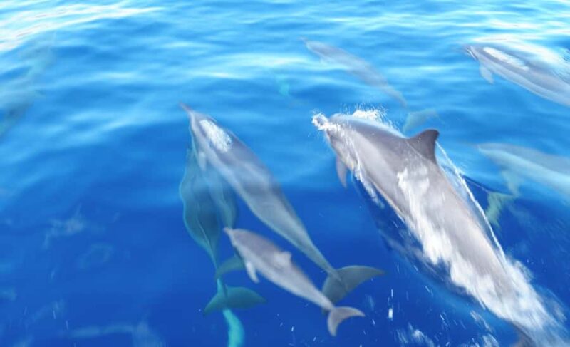 Maui: Semi-Private Eco-Raft Lanai Snorkel & Dolphin Tour - The Experience: An Adventure for All Levels