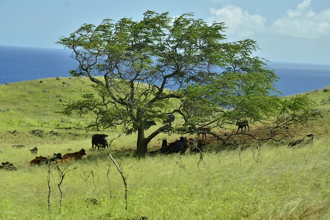 Maui Shore Excursion : Road to Hana Day Trip P/up Ka'anapali - Refreshing Waterfall Swim at Puaa Kaa State Park