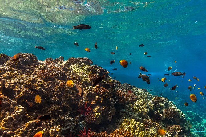 Maui Snorkel and Sunset Sail - Snorkeling Equipment and Safety Measures