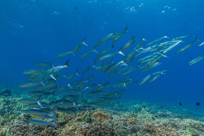 Maui Snorkel and Sunset Sail - Practical Information: Booking, Cancellation, and Accessibility