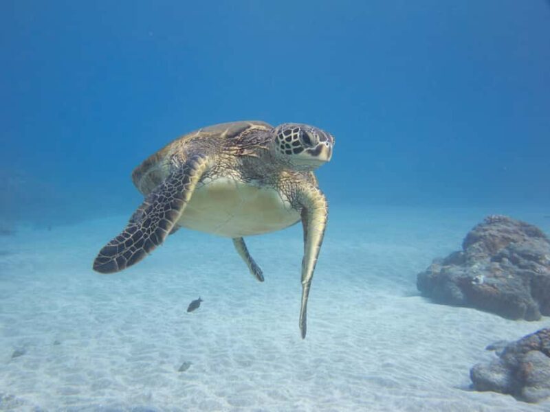 Maui: Snorkel and Sunset Sail with Water Slide - Physical Requirements and Suitability