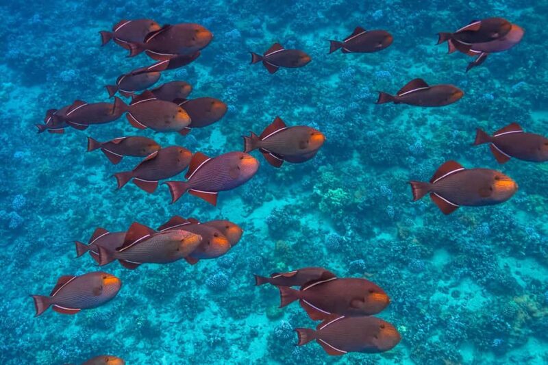 Maui: Snorkel and Sunset Sail with Water Slide - Maui: Snorkel and Sunset Sail with Water Slide — Final Thoughts