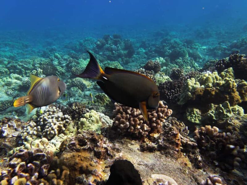 Maui: Snorkel and Sunset Sail with Water Slide - Frequently Asked Questions