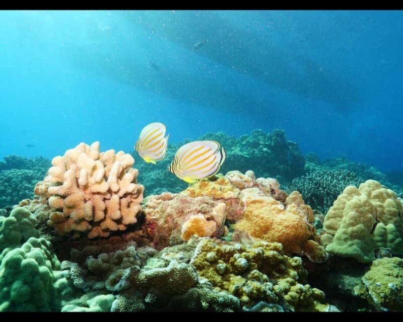 Maui: Snorkel Tour to Coral Gardens - Snorkel Spots: Coral Gardens and Molokini Crater