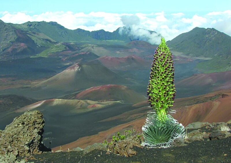 Maui: Sunset & Dinner Tour to Haleakala National Park - Key Points