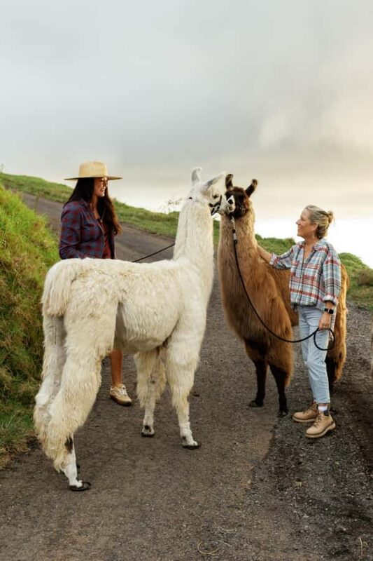 Maui: Sunset Llama Trek on Haleakala - Key Points