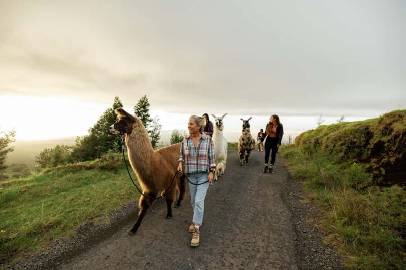 Maui: Sunset Llama Trek on Haleakala - Starting Point and Transportation to the Trailhead