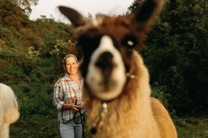 Maui: Sunset Llama Trek on Haleakala - The Trekking Route and Scenic Highlights