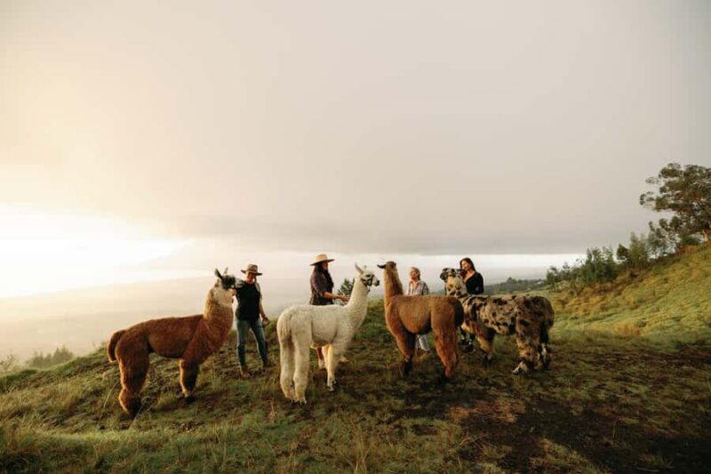 Maui: Sunset Llama Trek on Haleakala - Accessibility and Suitability