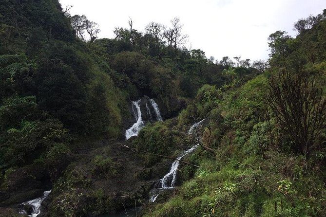 Maui Tour : Road to Hana Day Trip from Lahaina with Pick-up - Who Should Consider This Tour?
