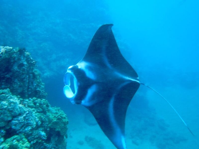 Maui: Turtle Town Kayak and Snorkel Tour - Family-Friendly Atmosphere and Ease of Participation