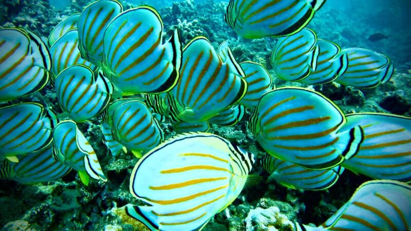 Maui: Turtle Town Snorkeling Tour with a Marine Biologist - Discover Maui’s Turtle Town with a Marine Biologist Guide