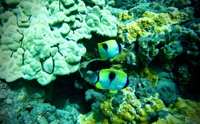 Maui: Turtle Town Snorkeling Tour with a Marine Biologist - Introduction to Snorkeling in Calm Shoreline Waters