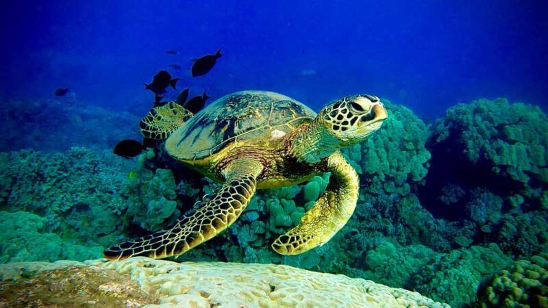 Maui: Turtle Town Snorkeling Tour with a Marine Biologist - Maui’s Conservation Focus and Educational Value